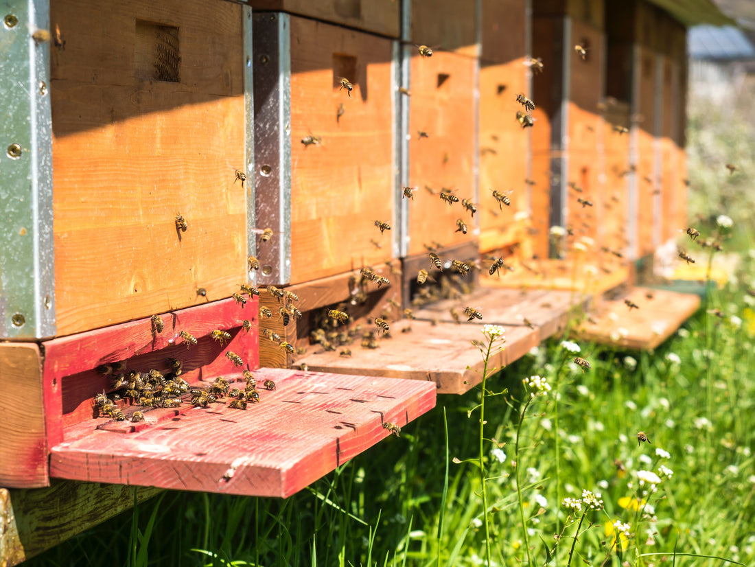 bees make honey