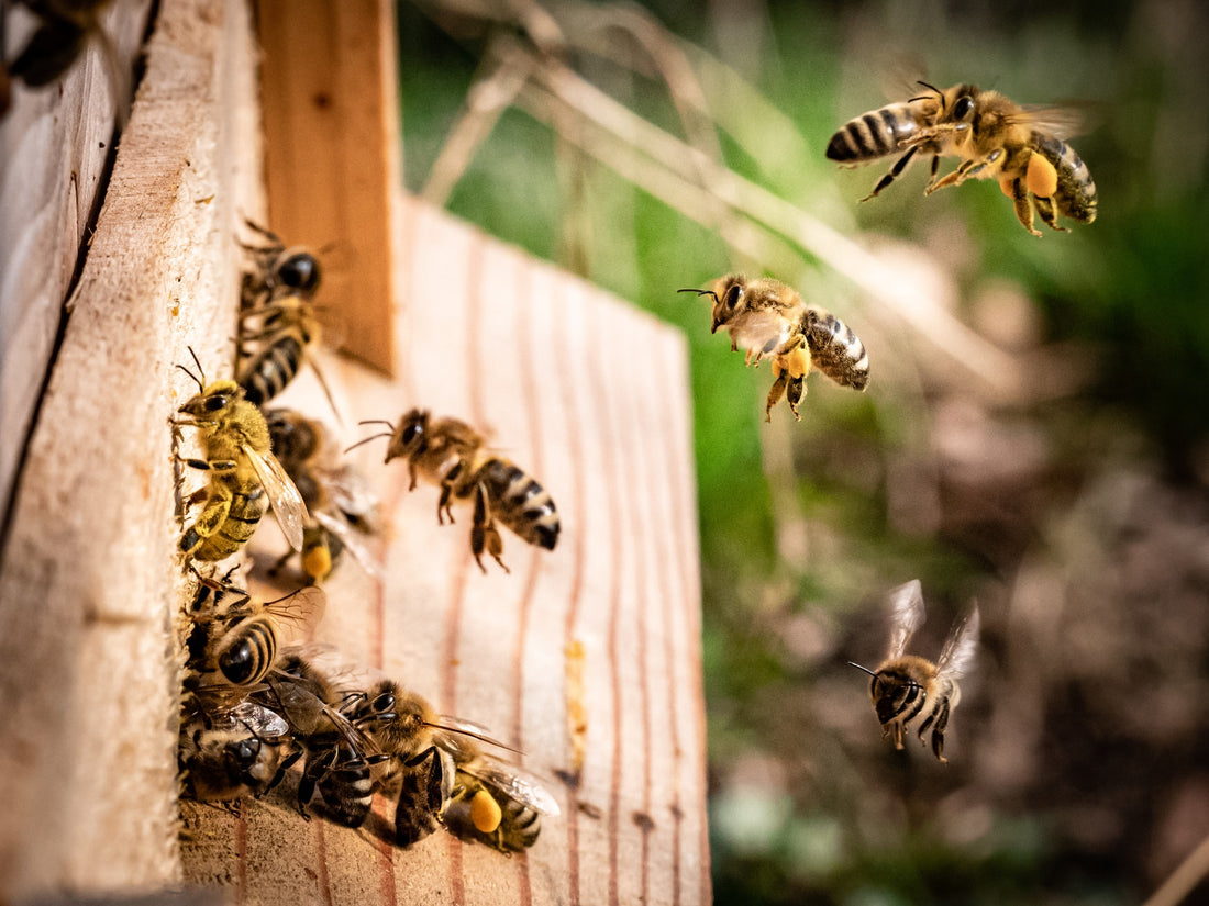 Honey bees