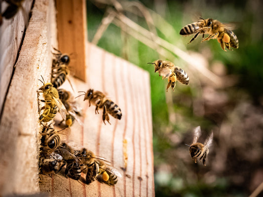 Honey bees in Pakistan